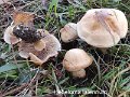 Hebeloma laterinum-amf855-1